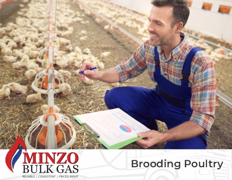 Minzo LP Gas - Brooding Poultry